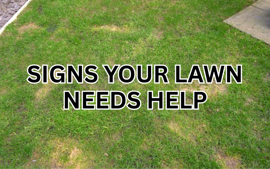 Signs Your Lawn Needs Help
