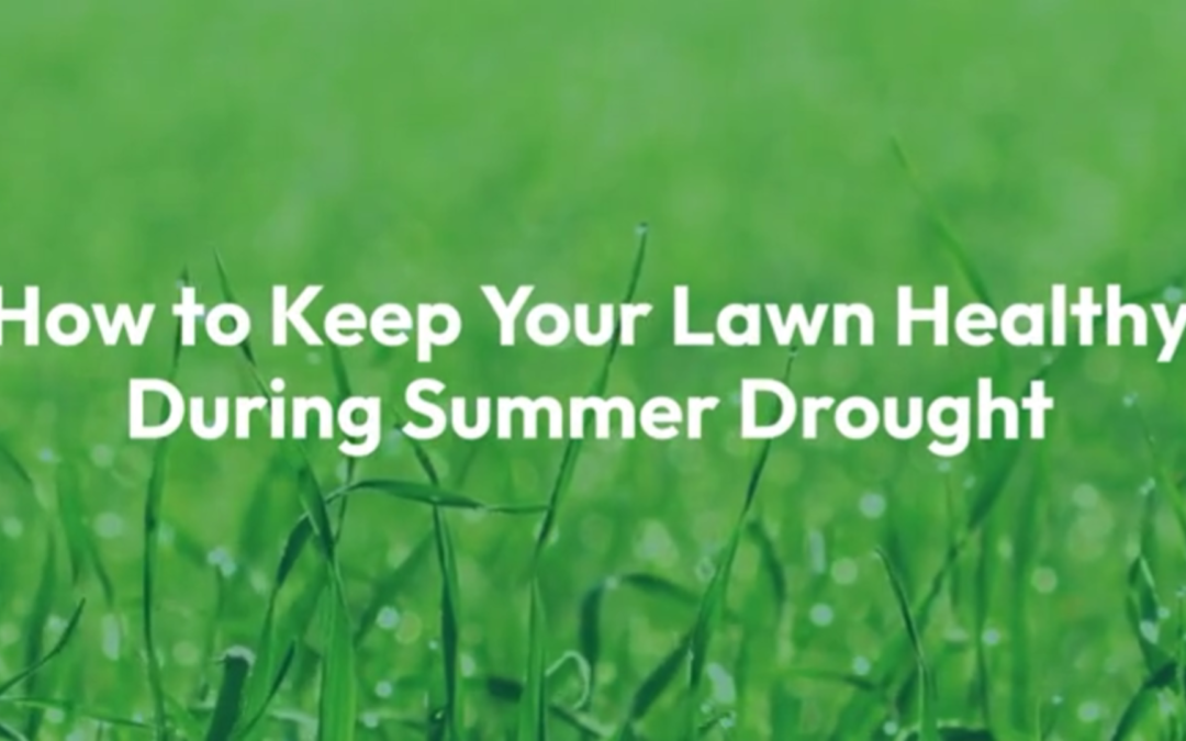 How to Keep Your Lawn Healthy During Summer Drought